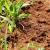Piscataway Fire Ants by Bug Out Pest Solutions, LLC